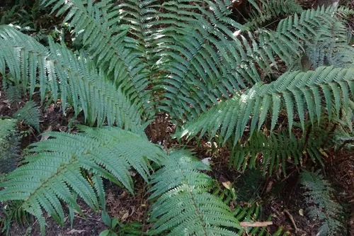 セイヨウオシダ (Dryopteris affinis) - PictureThis