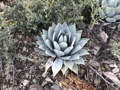 アガベ・パリー (Agave parryi) - PictureThis