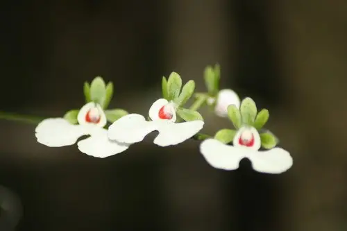 Oeonia rosea