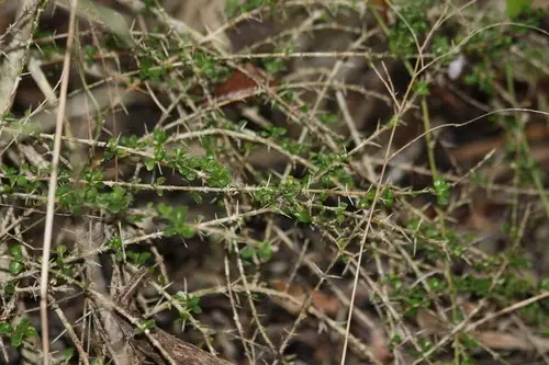 Catesbaea parviflora