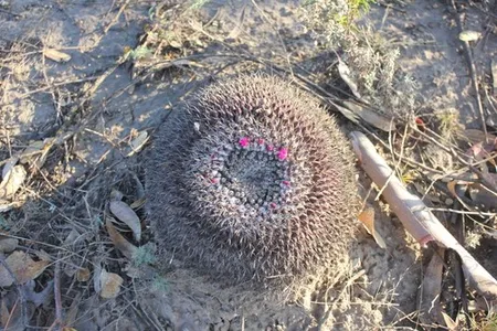 How to Grow and Care for Mammillaria mystax