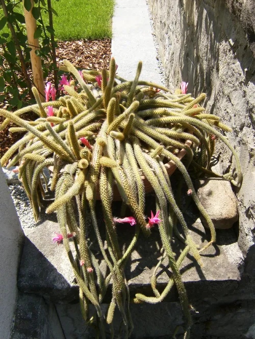 キンヒモ（金紐） (ケア, 特徴, 花, 画像)