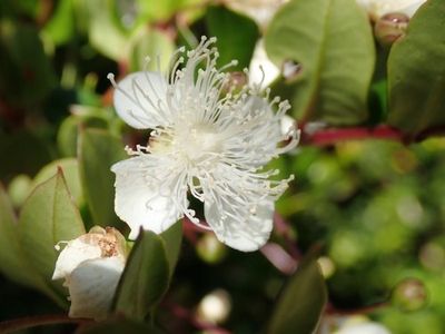 Arrayán - Luma apiculata (Cuidado, Características, Flor, Imágenes)