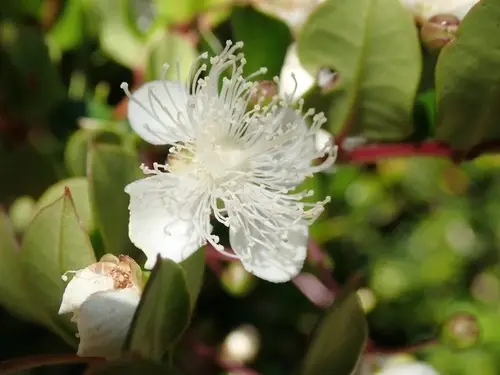 Arrayán (Luma apiculata) - PictureThis