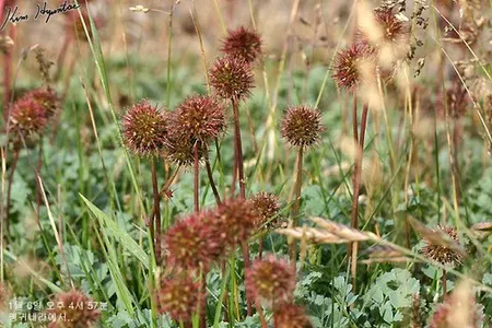 New zealand burr (Acaena magellanica) - PictureThis