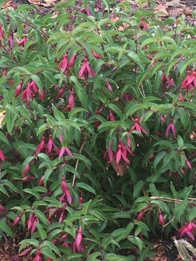 Правильное выращивание и уход за фуксией в саду