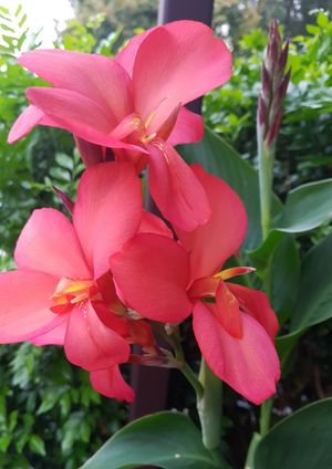 How to Grow and Care for Maraca amarilla