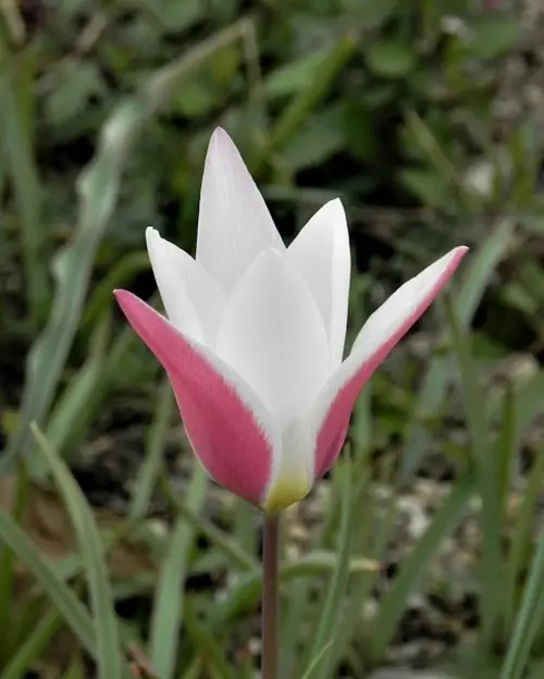 Tulips 'My Lady'