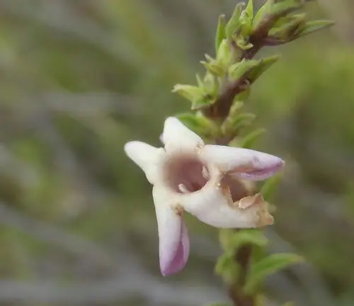 Freylinia densiflora
