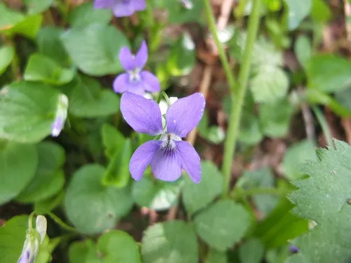 ヴィオラ・リヴィニアナ (Viola riviniana) - PictureThis