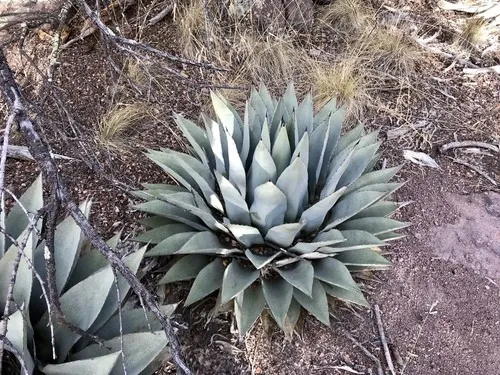 アガベ・パリー (Agave parryi) - PictureThis