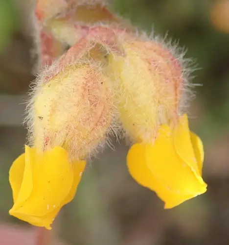 Hermannia decumbens