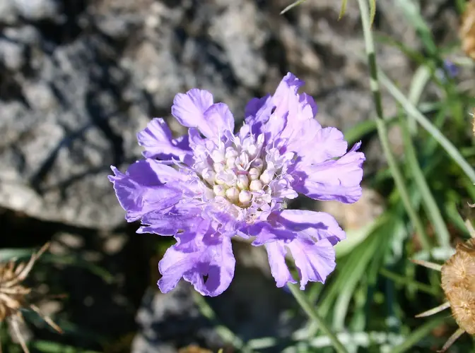 Grass-leaved scabious