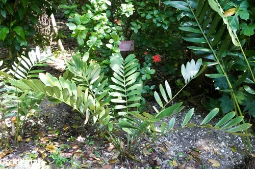 Ist Zamia furfuracea giftig?