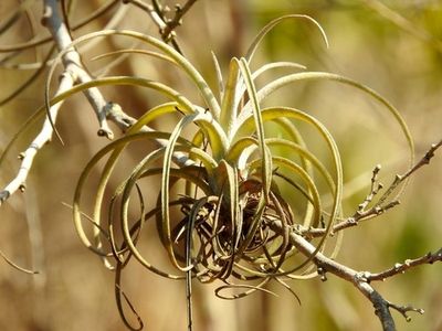 Tillandsia exserta - PictureThis