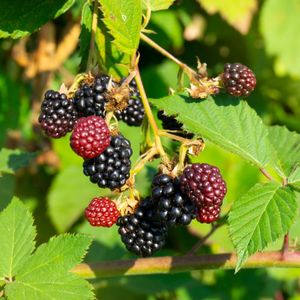 Chinook Raspberry How to Grow and Care for Whitebark Raspberry
