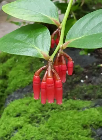 Schoepfia jasminodora
