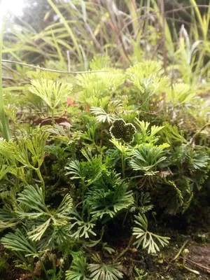 Elaphoglossum peltatumの育て方・栽培方法