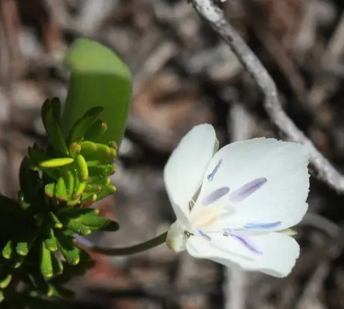 Sierra mariposa lily