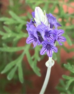 purple flower that looks like lavender Purple Ribbon Spanish Lavender, Lavandula stoechas