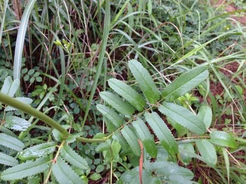 ワレモコウゾク（ワレモコウ属） (Sanguisorba) - PictureThis