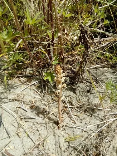 ハマウツボ属 (Orobanche) - PictureThis