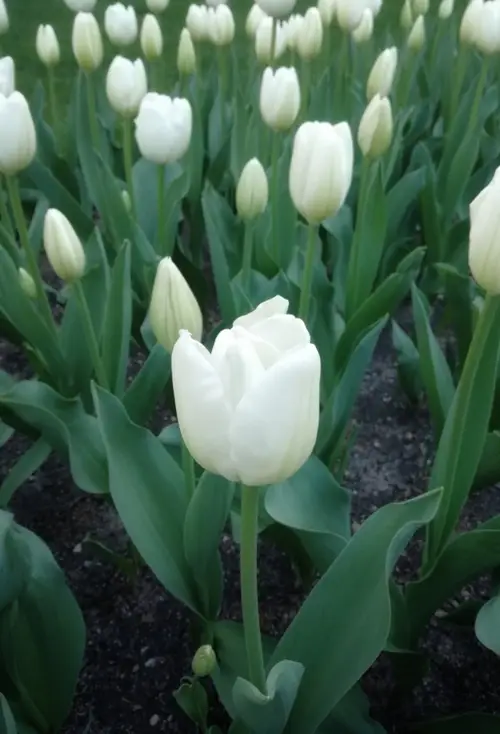 Tulips 'Pim Fortuyn'