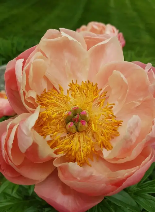 Chinese peony 'Coral Charm'
