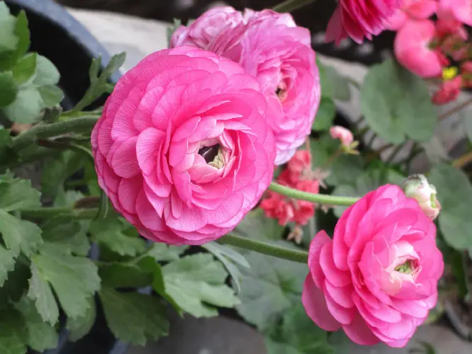 Persian buttercup 'Tecolote Pink'