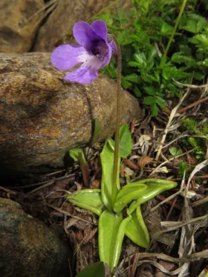 ムシトリスミレ (Pinguicula vulgaris) - PictureThis
