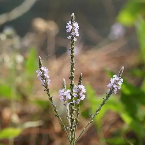 How to Plant and Grow Common vervain(Verbena officinalis)