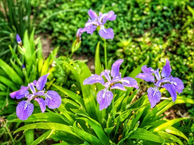 Iris de techo japonés