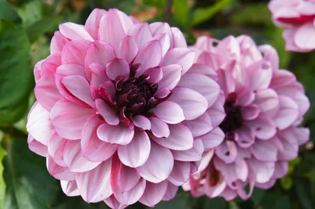 How to Grow and Care for Dahlia 'Creme de Cassis'