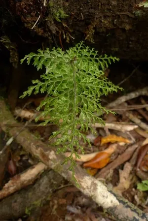 コケシノブ科 (Hymenophyllaceae) - PictureThis