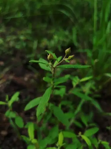 Crocanthemum georgianum