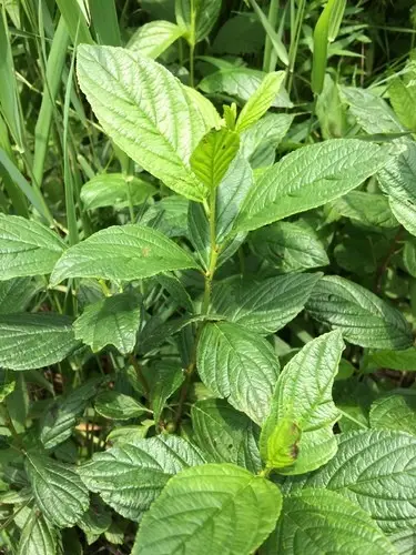 Frangula purshiana subsp. purshiana