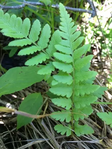 Crested woodfern