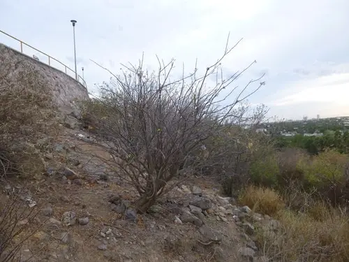 Mexican tree ocotillo