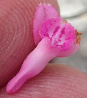Rigid disa (Disa inflexa) - PictureThis