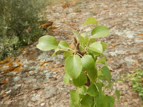 Iberian wild pear tree