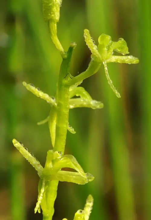 Orquídea amarilla de pantano