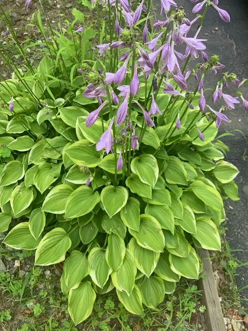 Plantain lilies 'Golden Tiara'