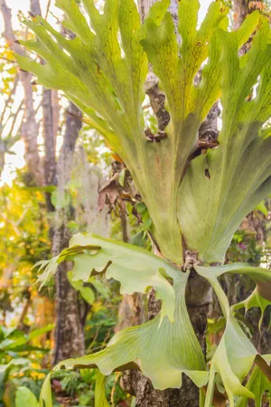 Staghorn fern - Platycerium superbum (Care, Characteristics