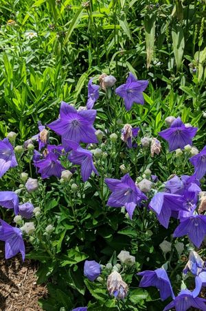 桔梗 キキョウ（桔梗） 'Fuji Blue' (Platycodon grandiflorus 'Fuji Blue