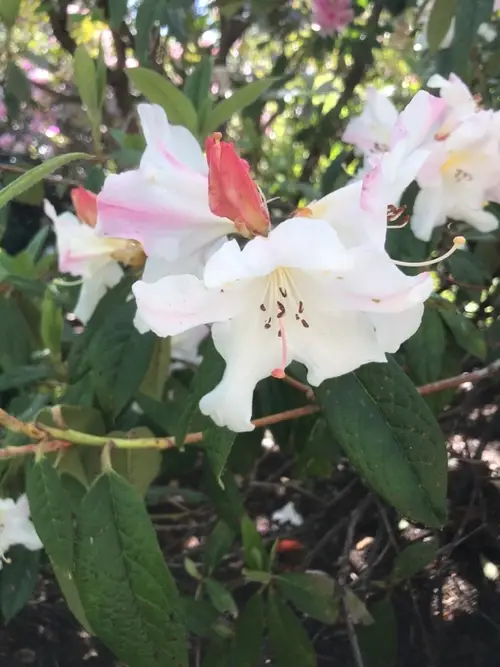 Rhododendron 'Else Frye'