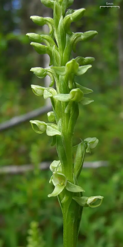 Orquídea verde Huron