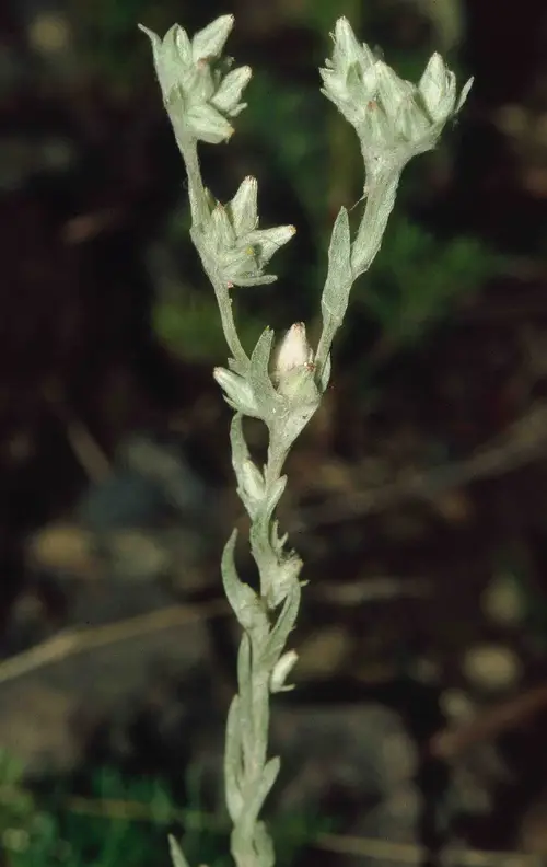 Field cottonrose