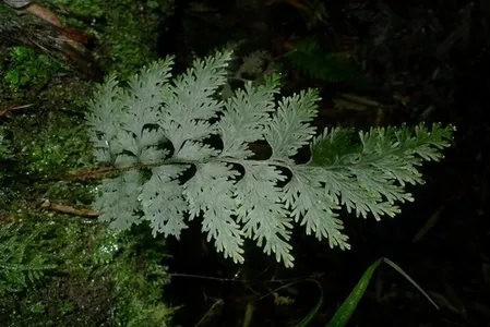 コケシノブ属 (Hymenophyllum) - PictureThis