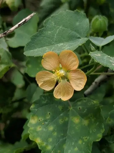 Indian mallow