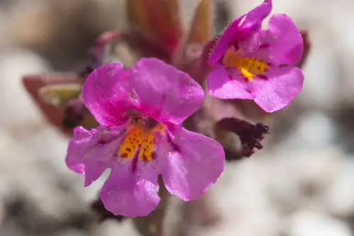 Flor de mono púrpura enana